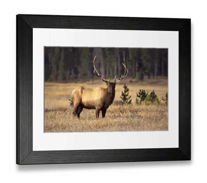 Framed Print : elk, Cervus elaphus, bull in Yellowstone National Park, Montana Framed Print : elk, Cervus elaphus, bull in Yellowstone National Park, Montana