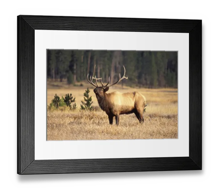 Framed Print : elk, Cervus elaphus, bull scenting in Yellowstone National Park, Montana Framed Print : elk, Cervus elaphus, bull scenting in Yellowstone National Park, Montana