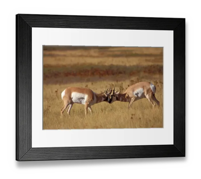Framed Print : pronghorn, Antilocopra americana, antelope in National Bison Wildlife Refuge, Montana Framed Print : pronghorn, Antilocopra americana, antelope in National Bison Wildlife Refuge, Montana