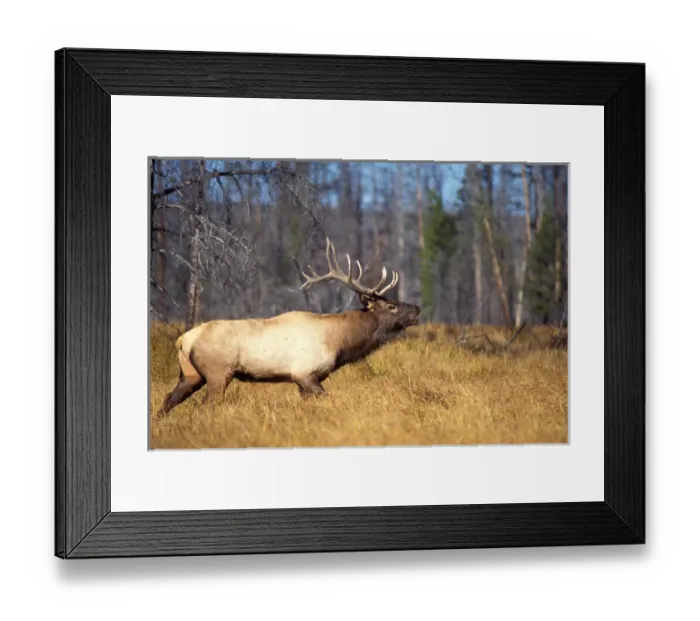 Framed Print : elk, Cervus elaphus, bull in Yellowstone National Park, Montana Framed Print : elk, Cervus elaphus, bull in Yellowstone National Park, Montana