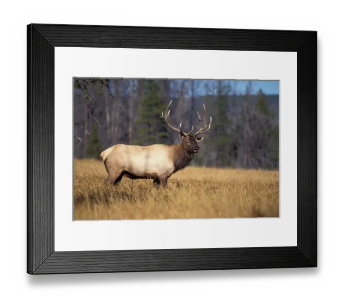 Framed Print : elk, Cervus elaphus, bull in a field in Yellowstone National Park, Montana Framed Print : elk, Cervus elaphus, bull in a field in Yellowstone National Park, Montana