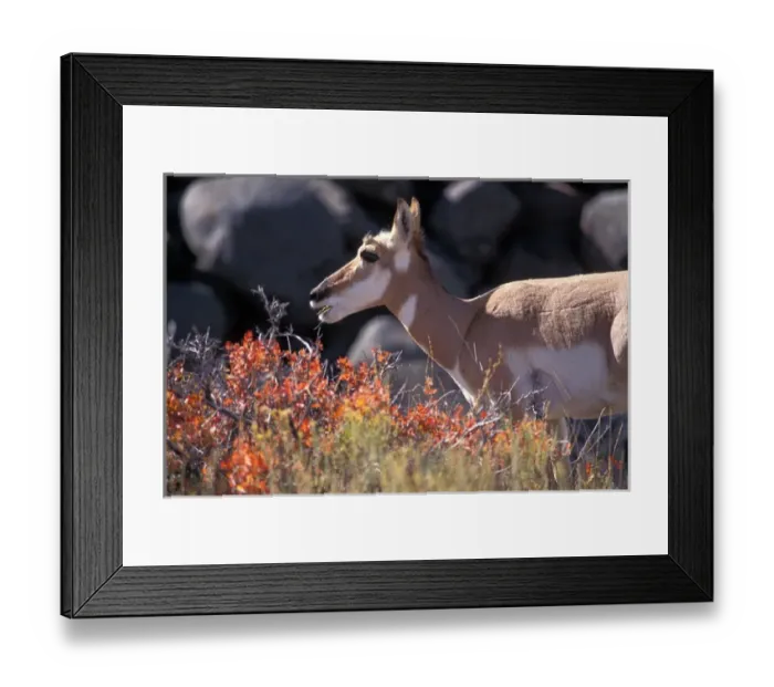 Framed Print : pronghorn, Antilocapra americana, feeding on vegetation during fall colors in Yellowstone Framed Print : pronghorn, Antilocapra americana, feeding on vegetation during fall colors in Yellowstone
