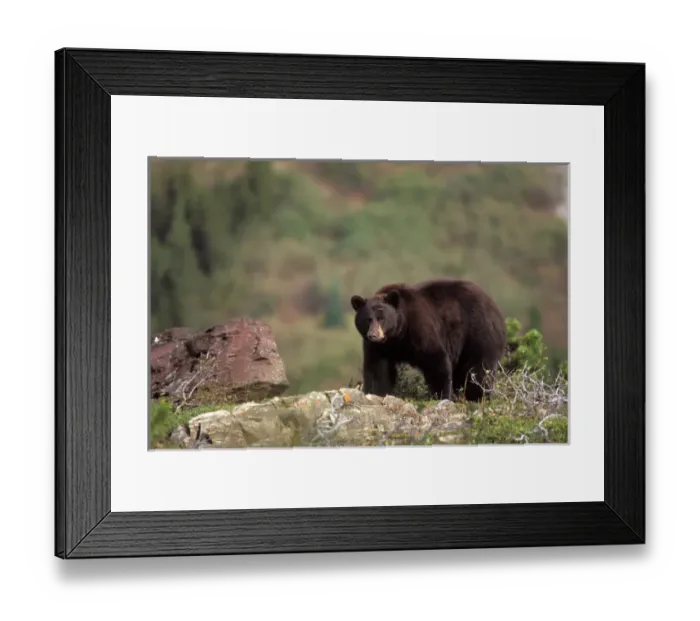 Framed Print : Black bear, Ursus americanus, reddish color, Glacier National Park, Montana Framed Print : Black bear, Ursus americanus, reddish color, Glacier National Park, Montana