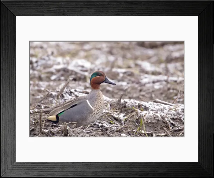 Framed Print : Male green winged teal along the Platte River near Kearney, Nebraska, USA Framed Print : Male green winged teal along the Platte River near Kearney, Nebraska, USA