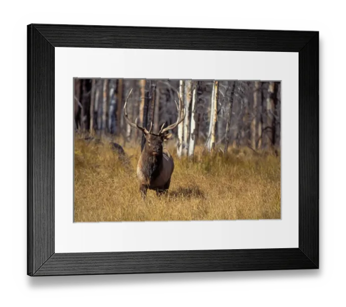 Framed Print : elk, Cervus elaphus, bull in a field in Yellowstone National Park, Montana