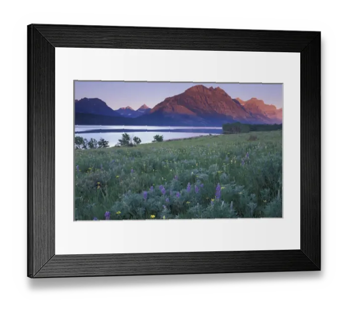Framed Print : U. S. A. Montana, Glacier National Park Wildflower meadow at Saint Mary Lake at sunrise Framed Print : U. S. A. Montana, Glacier National Park Wildflower meadow at Saint Mary Lake at sunrise
