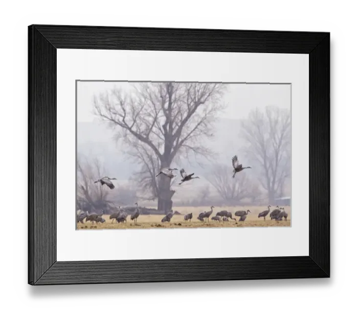 Framed Print : Sandhill cranes feeding in fields near North Platte, Nebraska, USA Framed Print : Sandhill cranes feeding in fields near North Platte, Nebraska, USA