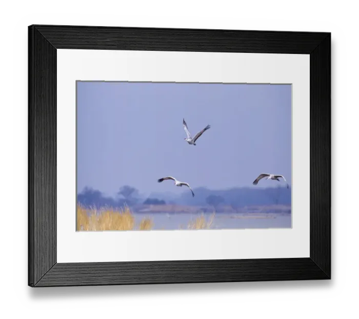 Framed Print : Sandhill cranes on the Platte River during spring migration near Kearney, Nebraska, USA Framed Print : Sandhill cranes on the Platte River during spring migration near Kearney, Nebraska, USA