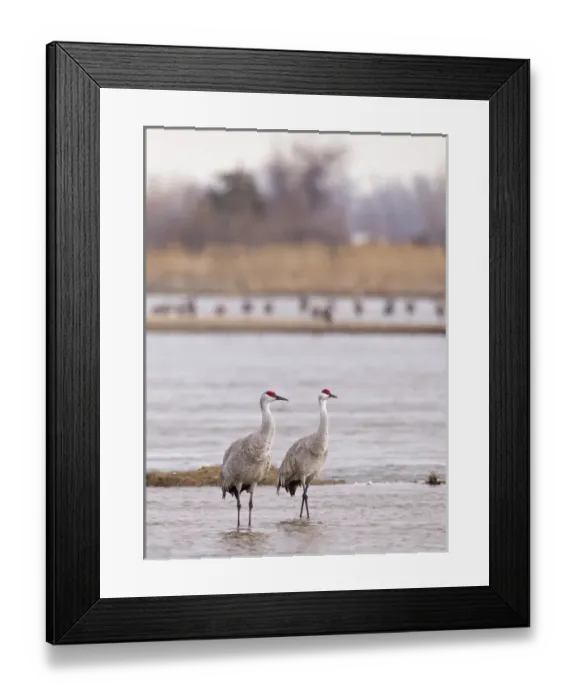 Framed Print : Sandhill cranes on the Platte River during spring migration near Kearney, Nebraska, USA Framed Print : Sandhill cranes on the Platte River during spring migration near Kearney, Nebraska, USA
