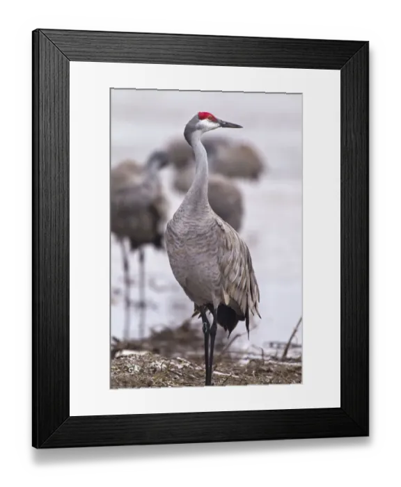 Framed Print : Sandhill crane on the Platte River during spring migration near Kearney, Nebraska, USA Framed Print : Sandhill crane on the Platte River during spring migration near Kearney, Nebraska, USA
