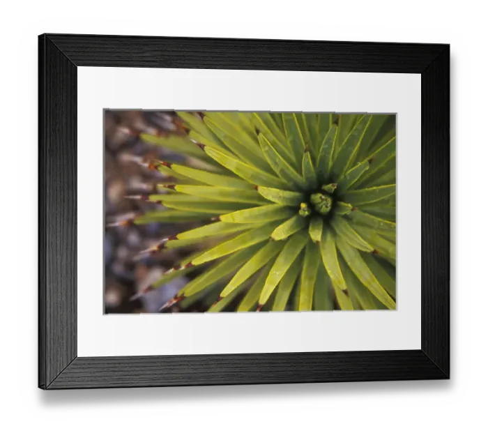 Framed Print : Joshua Tree detail. Mt. Charleston area, Just north of Las Vegas, NV. USA