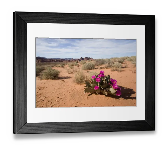 Framed Print : USA - Nevada. Blooming Beavertail Cactus in Valley of Fire State Park Framed Print : USA - Nevada. Blooming Beavertail Cactus in Valley of Fire State Park