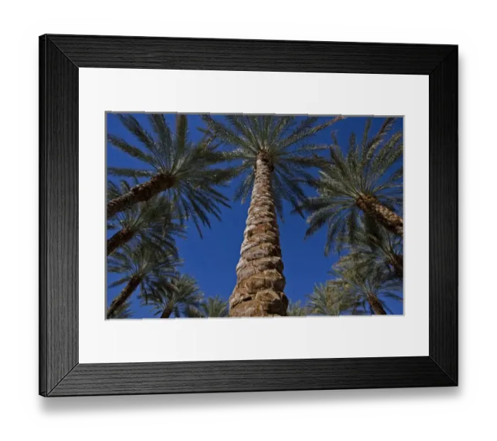 Framed Print : A circle of palm trees with a center dominate textured tree trunk against a bright Framed Print : A circle of palm trees with a center dominate textured tree trunk against a bright