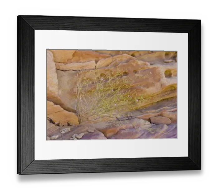 Framed Print : Wire-lettuce against sandstone, Rainbow vista, Valley of Fire, NV Framed Print : Wire-lettuce against sandstone, Rainbow vista, Valley of Fire, NV