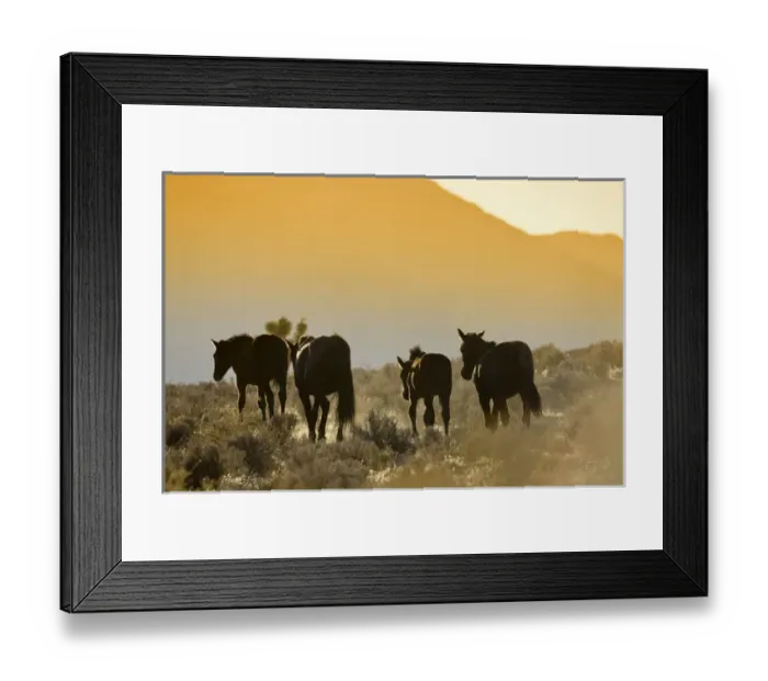 Framed Print : Wild Mustangs, Wheeler Peak herd, Cold Creek Road, Spring Mountain range, Nevada Framed Print : Wild Mustangs, Wheeler Peak herd, Cold Creek Road, Spring Mountain range, Nevada