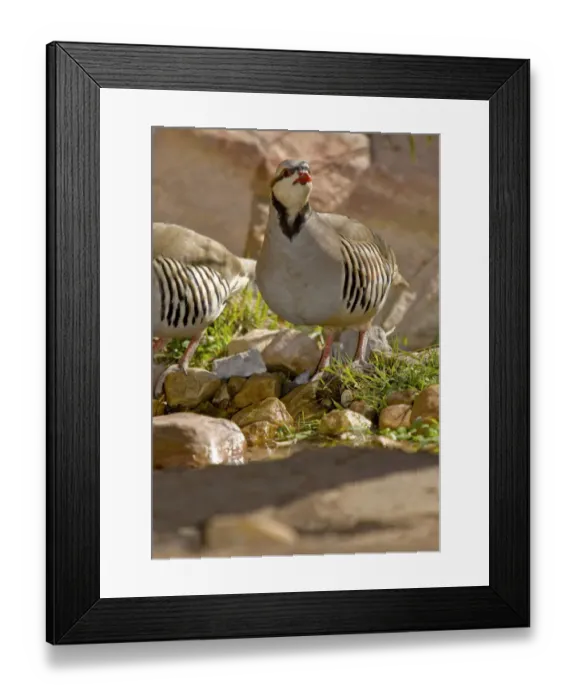Framed Print : Chuckars at waterhole, Alectoris chuckar, Willow spring, Red Rocks Canyon, Nevada Framed Print : Chuckars at waterhole, Alectoris chuckar, Willow spring, Red Rocks Canyon, Nevada