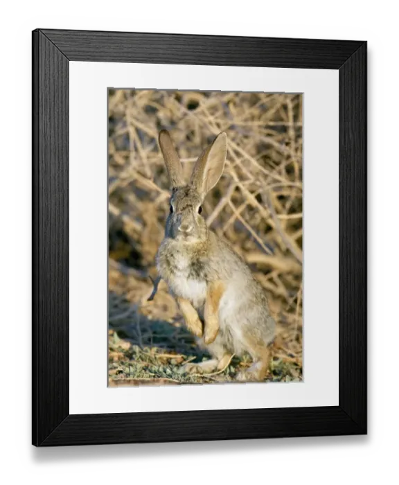 Framed Print : Desert cottontail at attention, Sylvilagus audubonii, Henderson, NV Framed Print : Desert cottontail at attention, Sylvilagus audubonii, Henderson, NV