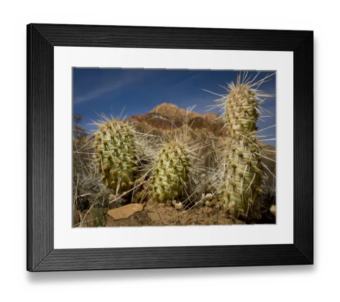 Framed Print : USA, Nevada, Red Rock Canyon Conservation Area, young cholla cactus