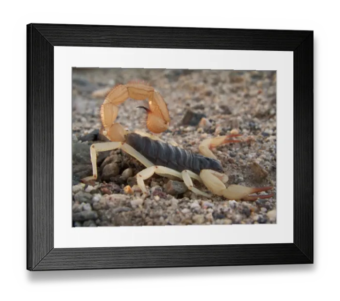 Framed Print : NEVADA. USA. Desert hairy scorpion (Hadrurus arizonensis). Great Basin Framed Print : NEVADA. USA. Desert hairy scorpion (Hadrurus arizonensis). Great Basin