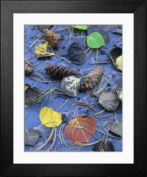 Framed Print : GREAT BASIN NATIONAL PARK, NEVADA. USA. Aspen leaves & spruce needles & cones on metamorphic rock Framed Print : GREAT BASIN NATIONAL PARK, NEVADA. USA. Aspen leaves & spruce needles & cones on metamorphic rock