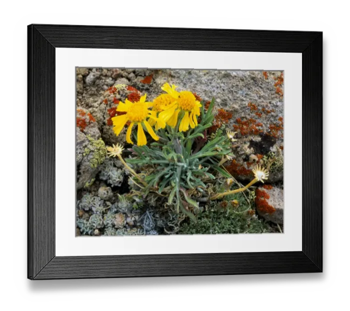 Framed Print : ARC DOME WILDERNESS, NEVADA. USA. Hymenoxys in bloom on crest of Toiyabe Range. Toiyabe-Humboldt Framed Print : ARC DOME WILDERNESS, NEVADA. USA. Hymenoxys in bloom on crest of Toiyabe Range. Toiyabe-Humboldt