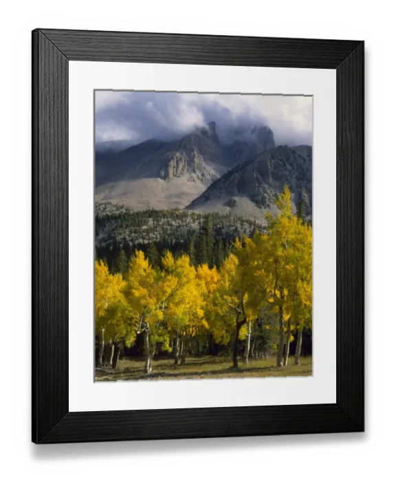 Framed Print : GREAT BASIN NATIONAL PARK, NEVADA. USA. Aspen in autumn below Jeff Davis Peak. Snake Framed Print : GREAT BASIN NATIONAL PARK, NEVADA. USA. Aspen in autumn below Jeff Davis Peak. Snake