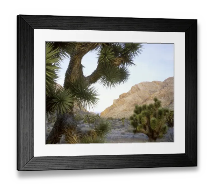 Framed Print : NEVADA. USA. Joshua trees (Yucca brevifolia) & Lime Ridge at dawn. Lime Canyon Wilderness