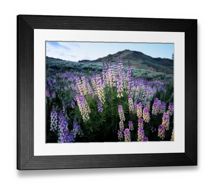 Framed Print : JARBIDGE WILDERNESS, NEVADA. USA. Spur lupine (Lupinus arbustus). Jarbidge Mountains