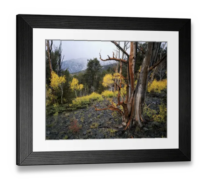 Framed Print : MOUNT MORIAH WILDERNESS, NEVADA. USA. Bristlecone pine snag (Pinus longaeva) & aspen Framed Print : MOUNT MORIAH WILDERNESS, NEVADA. USA. Bristlecone pine snag (Pinus longaeva) & aspen