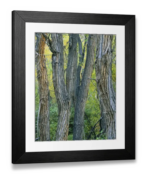 Framed Print : Mt. Moriah Wilderness, Nevada. USA. Narrowleaf cottonwoods (Populus augustifolia) Framed Print : Mt. Moriah Wilderness, Nevada. USA. Narrowleaf cottonwoods (Populus augustifolia)
