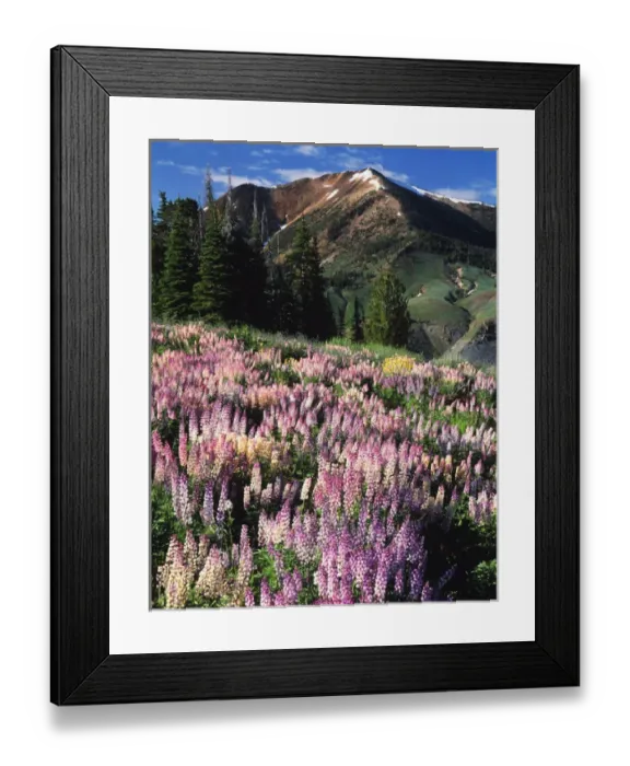 Framed Print : USA, Nevada, Jarbidge Wilderness, Jarbidge, View of snowcapped mountain with lupins Framed Print : USA, Nevada, Jarbidge Wilderness, Jarbidge, View of snowcapped mountain with lupins