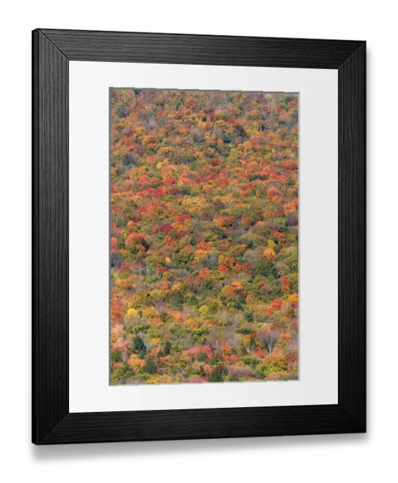 Framed Print : Fall foliage in the White Mountain National Forest, Grafton County, New Hampshire, USA