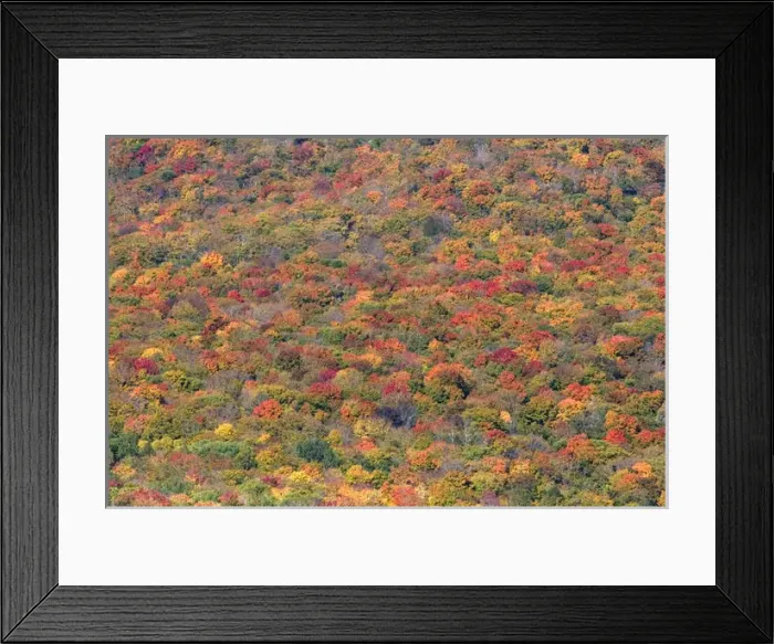 Framed Print : Fall foliage in the White Mountain National Forest, Grafton County, New Hampshire, USA