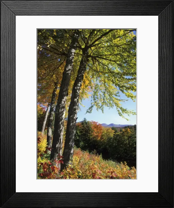 Framed Print : Fall foliage along Kancamagus Highway, White Mountain National Forest, New Hampshire Framed Print : Fall foliage along Kancamagus Highway, White Mountain National Forest, New Hampshire
