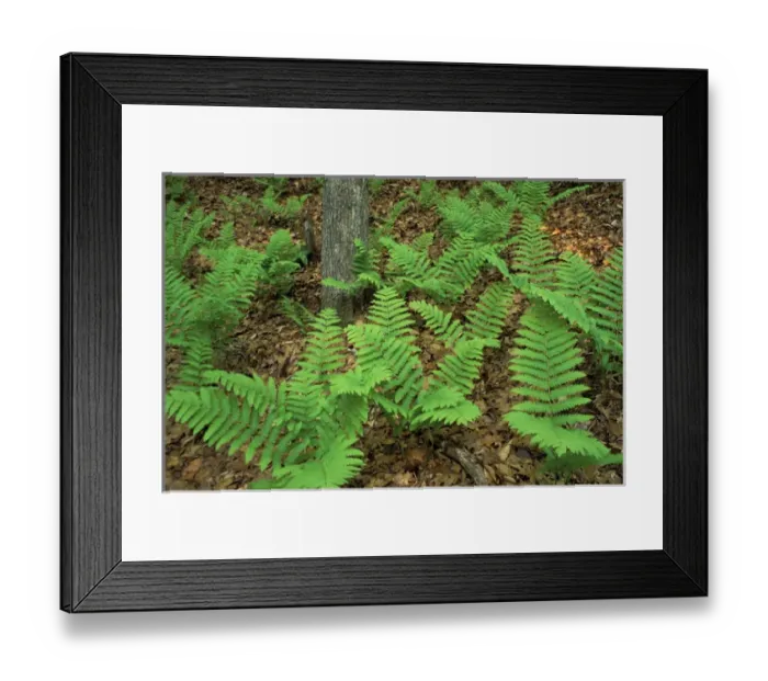Framed Print : Ferns in the woods next to Woodman Brook, a tributary of the Lamprey River. Durham, NH Framed Print : Ferns in the woods next to Woodman Brook, a tributary of the Lamprey River. Durham, NH