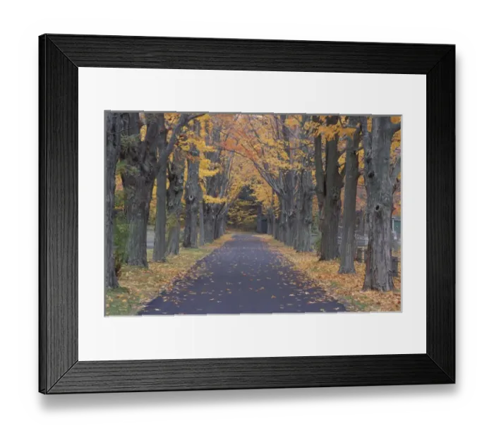 Framed Print : Sugar Maples line a road in a Rye Cemetary. Rye, NH