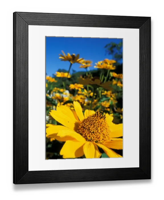 Framed Print : The extraordinary garden at Prescott Park. Portsmouth, NH Framed Print : The extraordinary garden at Prescott Park. Portsmouth, NH