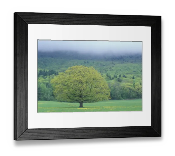 Framed Print : Northern Red Oak, Quercus rubra. Sandwich, NH