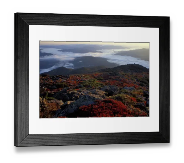 Framed Print : Alpine Vegetation. Fall. Autumn colors above treeline in New Hampshires White Mountains Framed Print : Alpine Vegetation. Fall. Autumn colors above treeline in New Hampshires White Mountains