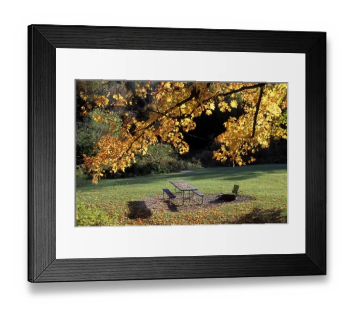 Framed Print : Fall Foliage. Cohos Trail. Zealand Campground. Twin Mtn. White Mountain N. F. NH Framed Print : Fall Foliage. Cohos Trail. Zealand Campground. Twin Mtn. White Mountain N. F. NH