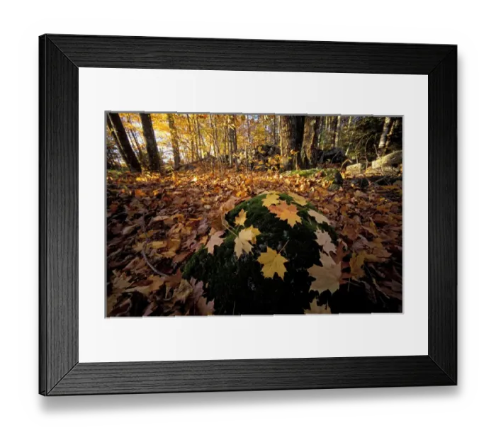 Framed Print : Sugar maple leaves on a mossy rock in one of the Nature Conservancys Great Bay Framed Print : Sugar maple leaves on a mossy rock in one of the Nature Conservancys Great Bay