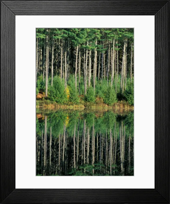 Framed Print : Northwood, NH Eastern White Pines, Pinus strobus, reflect in the waters of Meadow Framed Print : Northwood, NH Eastern White Pines, Pinus strobus, reflect in the waters of Meadow