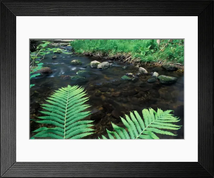 Framed Print : Errol, NH. Ostrich Fern, Matteuccia Struthiopteris, next to a small tributary of Framed Print : Errol, NH. Ostrich Fern, Matteuccia Struthiopteris, next to a small tributary of