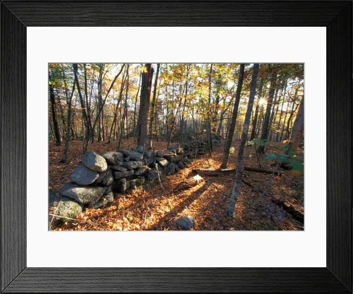 Framed Print : Nature Conservancy land along Crommett Creek. Stone wall in former pastureland. Durham Framed Print : Nature Conservancy land along Crommett Creek. Stone wall in former pastureland. Durham