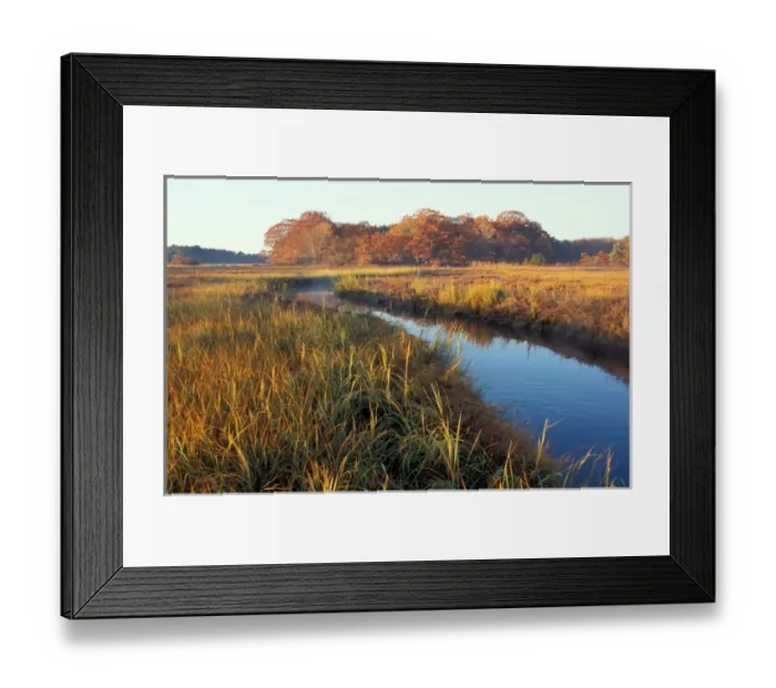 Framed Print : A tidal creek in a New Hampshire salt marsh. Tidal marsh. Oak trees. Massacre Marsh Framed Print : A tidal creek in a New Hampshire salt marsh. Tidal marsh. Oak trees. Massacre Marsh