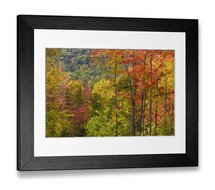 Framed Print : Fall in a forest in Grafton, New Hampshire Framed Print : Fall in a forest in Grafton, New Hampshire