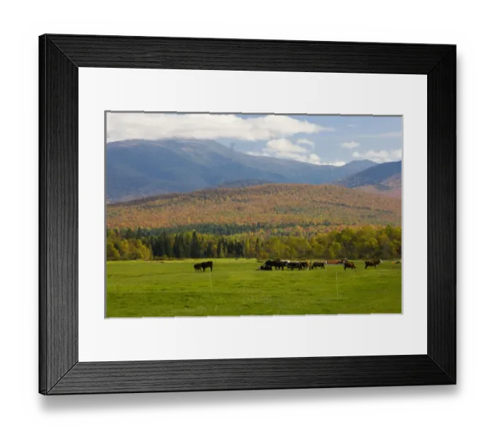 Framed Print : A dairy farm in Jefferson, New Hampshire. The Presidential Range is in the distance