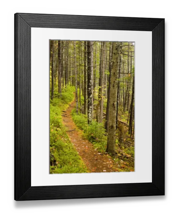 Framed Print : A trail around Ammonoosuc Lake in New Hampshires White Mountain National Forest Framed Print : A trail around Ammonoosuc Lake in New Hampshires White Mountain National Forest