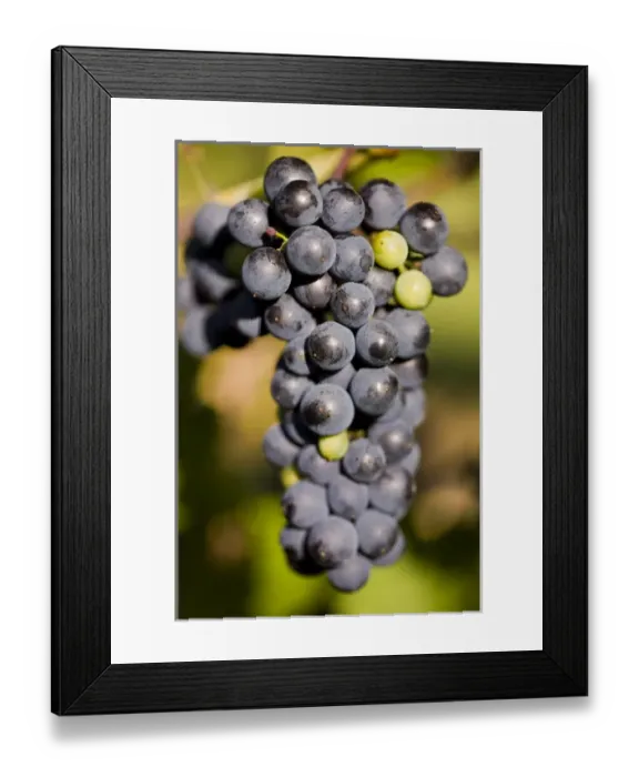 Framed Print : Marechal Foch grapes at the vineyard at Jewell Towne Vineyards in South Hampton Framed Print : Marechal Foch grapes at the vineyard at Jewell Towne Vineyards in South Hampton