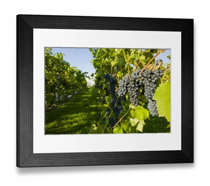 Framed Print : Grapes at Candia Vineyards in Candia, New Hampshire Framed Print : Grapes at Candia Vineyards in Candia, New Hampshire